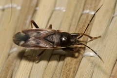 Eremocoris fenestratus