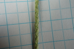 Digitaria ciliaris