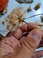 Eriophorum virginicum