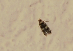 Oegoconia deauratella