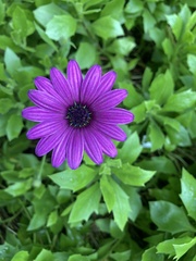 Dimorphotheca