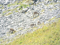 Capra ibex