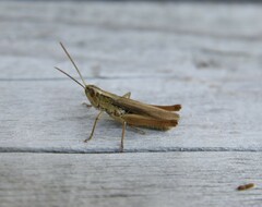 Chorthippus albomarginatus