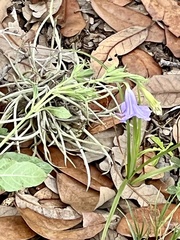 Ruellia nudiflora