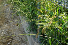 Digitaria ciliaris