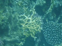 Millepora dichotoma