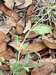 Ruellia nudiflora