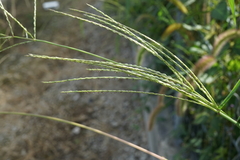 Digitaria ciliaris