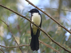 Rhipidura leucophrys