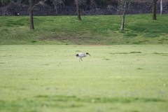 Threskiornis molucca