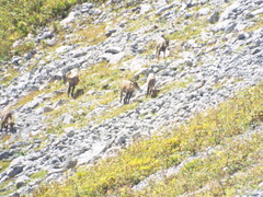 Capra ibex