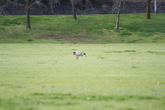 Threskiornis molucca