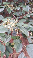 Cotoneaster coriaceus