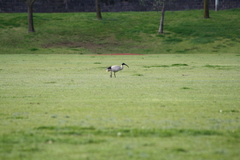 Threskiornis molucca