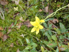 Saxifraga hirculus