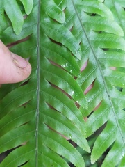 Pteris scabra