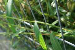 Digitaria ciliaris