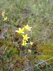 Saxifraga hirculus