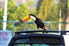 Ramphastos toco