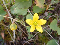 Saxifraga hirculus