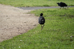 Porphyrio melanotus