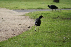 Porphyrio melanotus