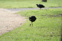 Porphyrio melanotus