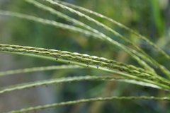 Digitaria ciliaris