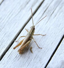 Chorthippus albomarginatus