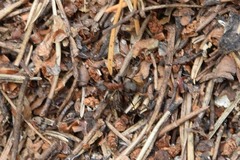 Formica rufa