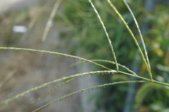 Digitaria ciliaris