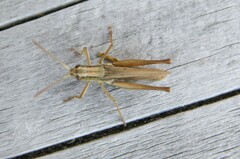 Chorthippus albomarginatus