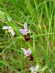 Ophrys fuciflora