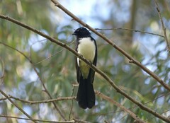 Rhipidura leucophrys