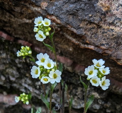 Draba arabisans