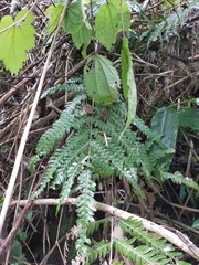 Pteris
