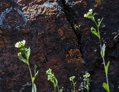 Draba arabisans