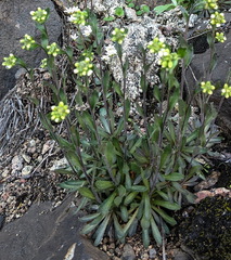 Draba arabisans