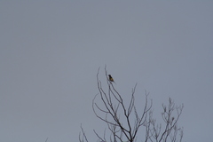 Phylidonyris novaehollandiae