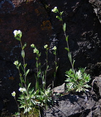 Draba arabisans