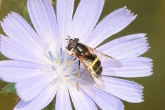 Dasysyrphus tricinctus