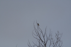 Phylidonyris novaehollandiae