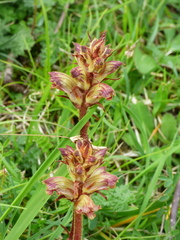 Orobanche gracilis