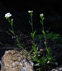 Draba arabisans