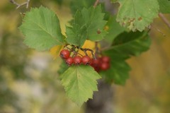 Crataegus sanguinea