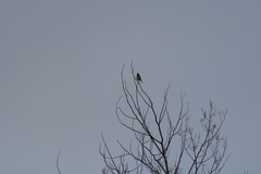 Phylidonyris novaehollandiae