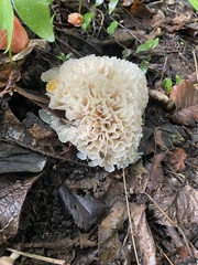 Sparassis spathulata