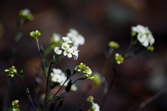 Draba arabisans