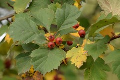 Crataegus sanguinea