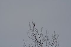 Phylidonyris novaehollandiae